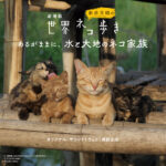 ネコも楽しめるネコ番組！劇場版『岩合光昭の世界ネコ歩き　あるがままに、水と大地のネコ家族』オリジナルサウンドトラック、2月17日発売決定